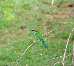 Ja wo ist denn das Vögelchen?