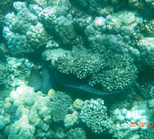 Подводный мир рифа Хилтона