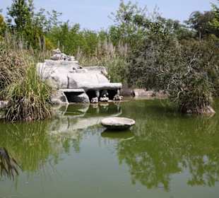 Idyllisch, die Schildkröten sind etwas scheu
