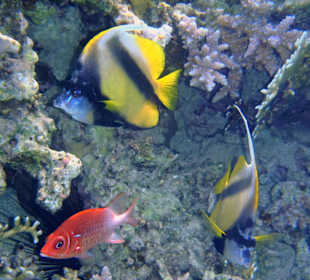 Fische am Riff des Three Corners Fayrouz Plaza Beach Resort
