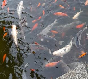 Stadtrundgang Bad Füssing