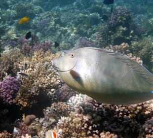 Unterwasserfoto am Hausriff