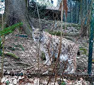 Bayerwald-Tierpark Lohberg