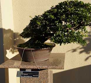 Bonsaiausstellung im Botan. Garten
