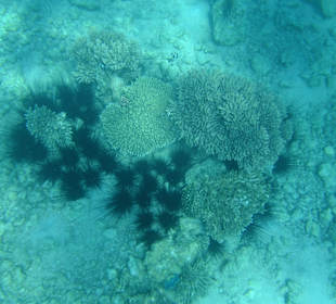 Riffe/Korallen