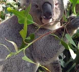 Taronga Zoo 06