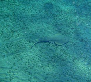 Gitarrenrochen und Flötenfische in Abu Dabab