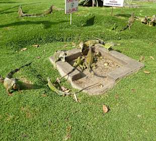 Leguane im Park vor der Kathetrale