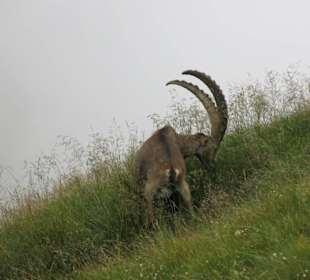Steinbock auf dem Klimsenhorn