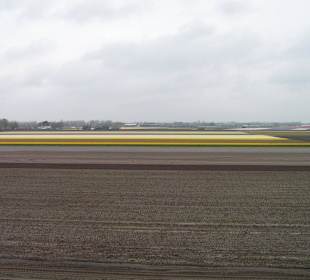 "Tulpen aus Amsterdam"