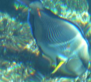 Glasklares Wasser am Hausriff