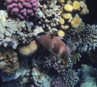 Lass es dir schmecken 