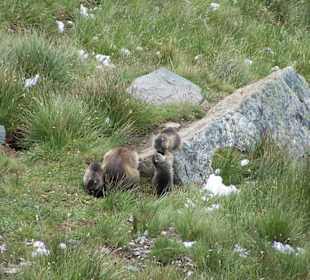 Grossglockner Hochalpenstrasse