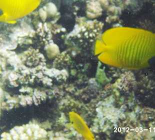 Leben im Wasser 3-8 m Tiefe