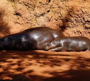 Schöner Stadt Zoo Fuengirola