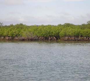 Die Mangrovenküste