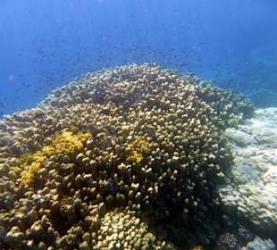 Riff Gorgonia 