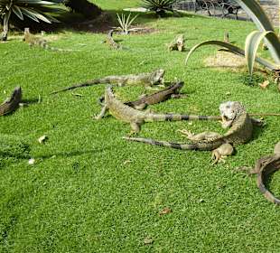 Leguane im Park vor der Kathetrale