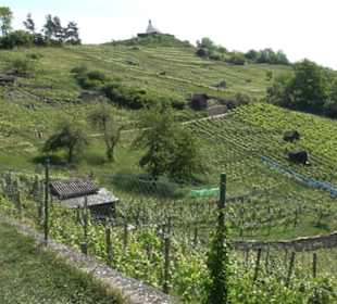 Früchtetrauf - Wurmlinger Kapellenwegle