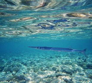 Tolle Unterwasserwelt