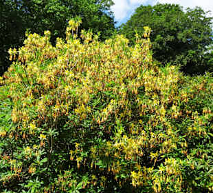 Impressionen aus dem Hirschpark