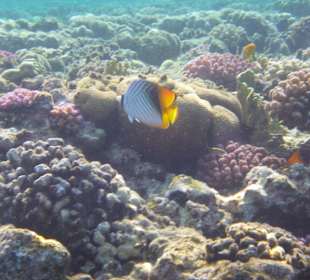 Bunte Fische im schönen Riff