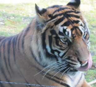Sumatratiger