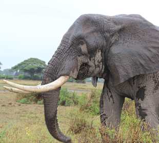 Geführte Touren Marco Polo Tours & Safaris Diani Beach