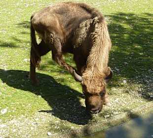 Wisent kratzt sich