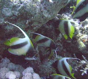 Tauchplatz Siyoul Kebir