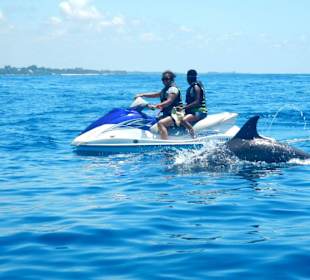 Delfine schwimmen mit uns...