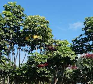 Unterwegs im Taoro-Park