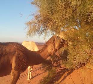 Mittagspause auch für die Kamele