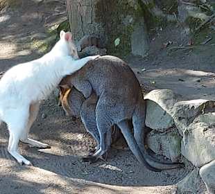 Wildpark Osterzgebirge