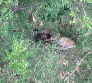 Löwen nach erfolgreicher Jagd