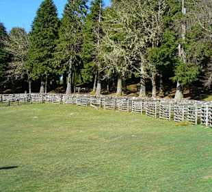 Schafpferch auf Madeira