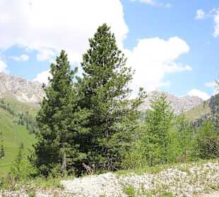 Bepflanzung an der Sellajoch-Straße