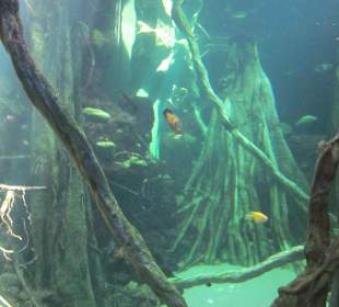 Palma Aquarium