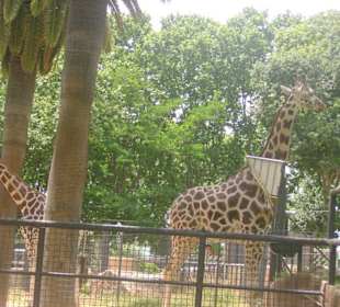 Зоопарк Барселоны