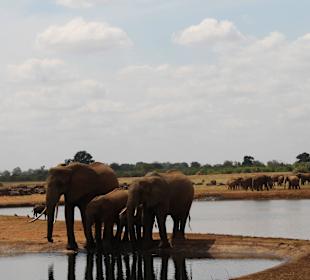 Elephants at saltlicklodge