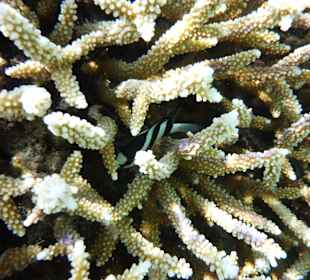 Koralle mit Anemonenfisch