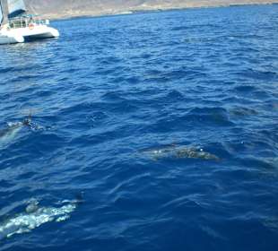 Delphinbegleitung bei Katamaranausflug