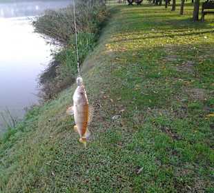Perch in the morning light