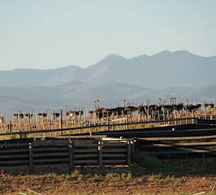 Safari Ostrich Farm