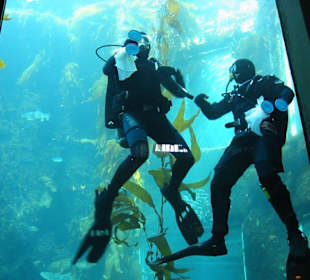 Taucher als Fensterputzer