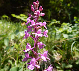 Grünten / Burgberger Hörnle