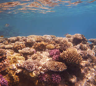 Wahnsinnig schönes Korallenriff