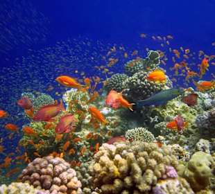 Unsere Unterwasserwelt