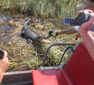 Der Gator kommt zu uns 