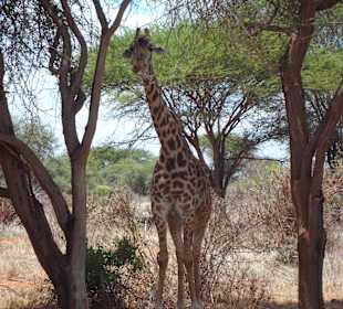 Tsavo Ost und West Safari